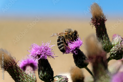 Naturfoto Impression mit Spotlight auf Biene auf lila Blüte der Distel und heller Hintergrund - Stockfoto	