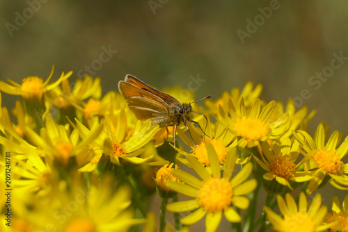Naturfoto Impression mit Spotlight auf braunem Falter und gelben Blüten - Stockfoto