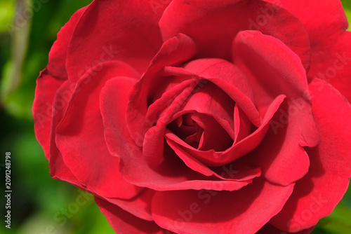 Rote Rose - grüner Hintergrund - Stockfoto