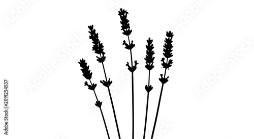 Φωτογραφία Silhouette of lavender stems on white background with black silhouette multiple