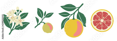 Botanical grapefruit illustration showing bloom, unripe, ripe fruit on branch and sliced half, textured design for healthy eating, menu or packaging