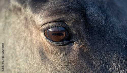Quadro su tela Horse eye close up