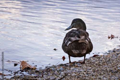Foto Back view of a mallard duck standing on a pebbly shore and looking back over its
