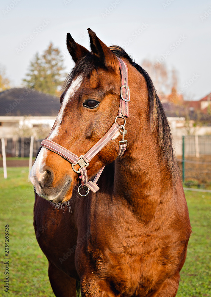 Obraz premium Close up portrait of a beautiful brown horse looking aside on a green pasture