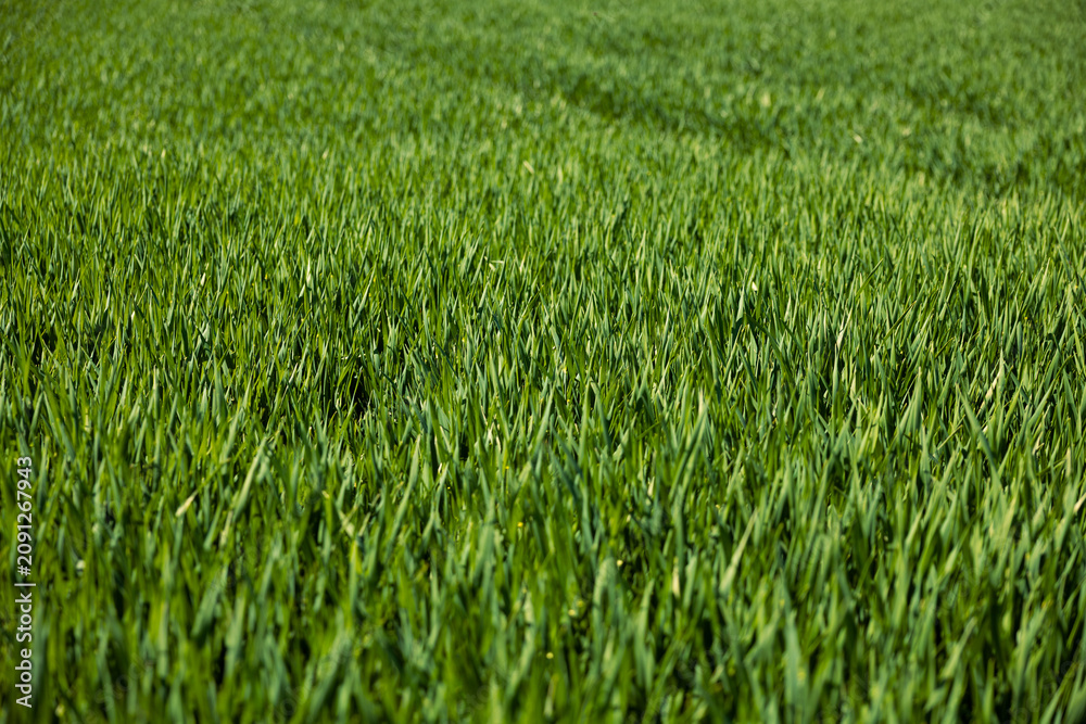 Obraz premium Close shot fo green wheat field, young wheat sprouts, rual scenery. Hochtaunus, Germany, agriculture, farm landscape. Close shot of unripe wheat.