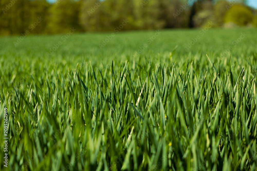 Obraz premium Green wheat field, young wheat sprouts, rual scenery. Hochtaunus, Germany, agriculture, farm landscape, forest in the background. Close shot of unripe wheat.
