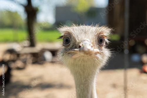 Cuadro en lienzo Close-up rheas head, front view, outdoor enclosure, summer, animal farming