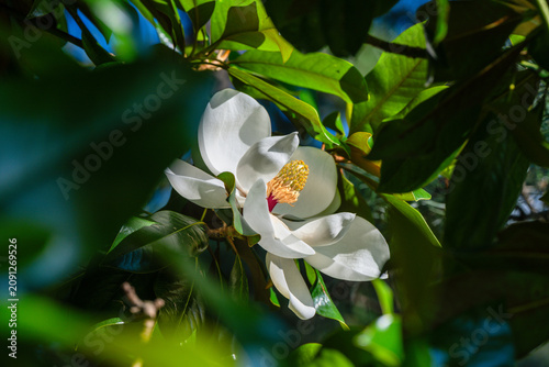 фотографія Flower and foliage of Magnolia grandiflora (Southern magnolia)