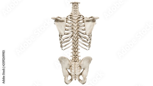 Human skeletal system posterior view complete spine rib cage shoulder blades pelvis anatomy isolated on white background