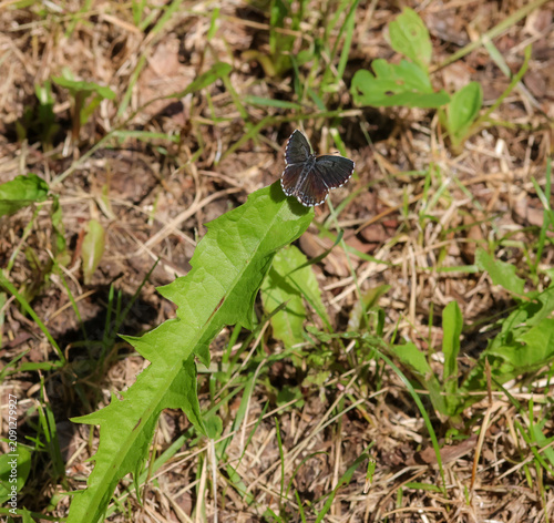 Scolitantides orion the chequered blue blue butterfly sitting in the grass