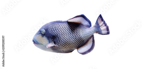 Beautiful isolated marine sufflamen fish profile. Graphic element for school biology textbooks, world oceans day stickers, kids learning flashcards and decorative prints