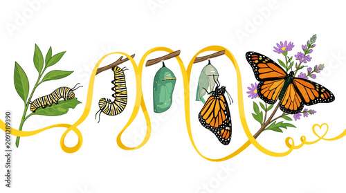Illustration of various stages of butterfly metamorphosis from caterpillar to adult butterfly