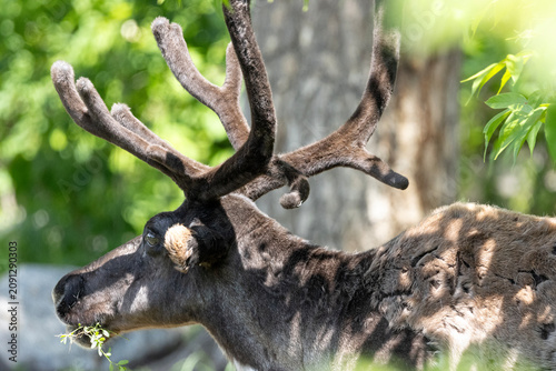 close up of caribou antlers with velvet 