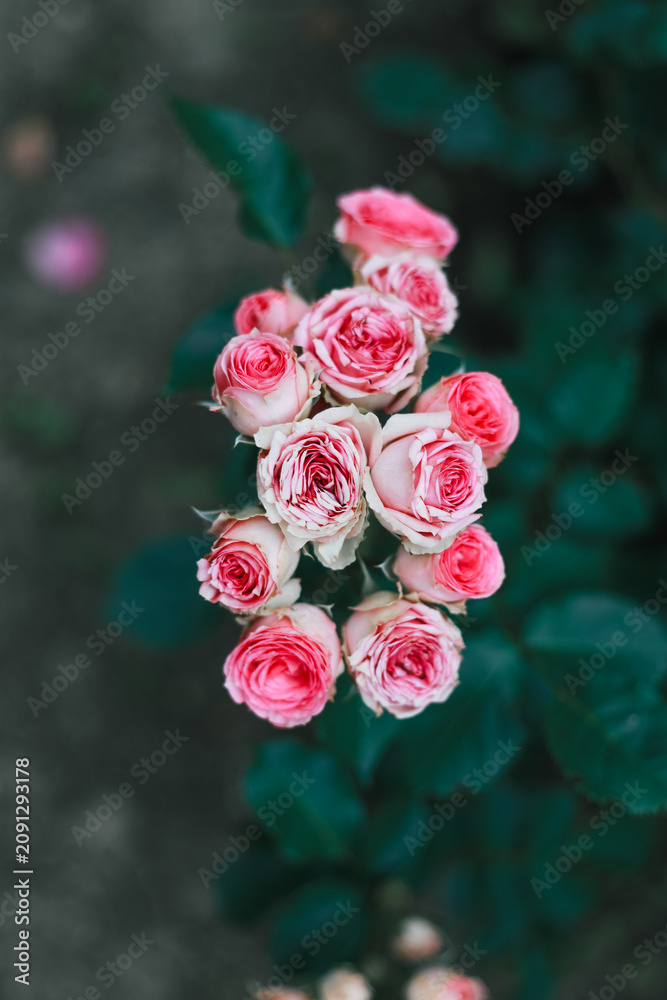 Fototapeta premium Close view of elegant Mimi Eden spray roses displaying delicate pink and white petals, with multiple charming blossoms on each stem, creating a romantic, fresh, and timeless floral composition.
