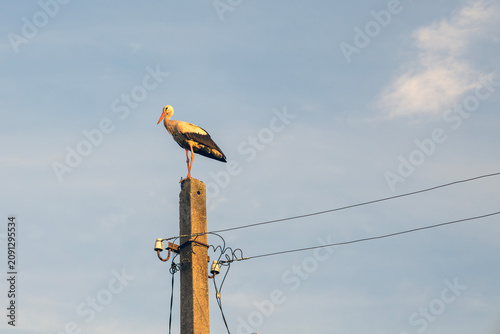 White stork perched on concrete utility pole with electrical wires