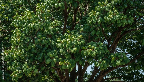 Sunlight Filters Through Green Leaves on a Large Tree in a Park During Midday
