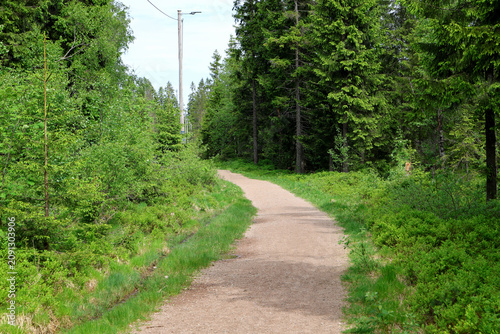 Photography Walkpath in the forest