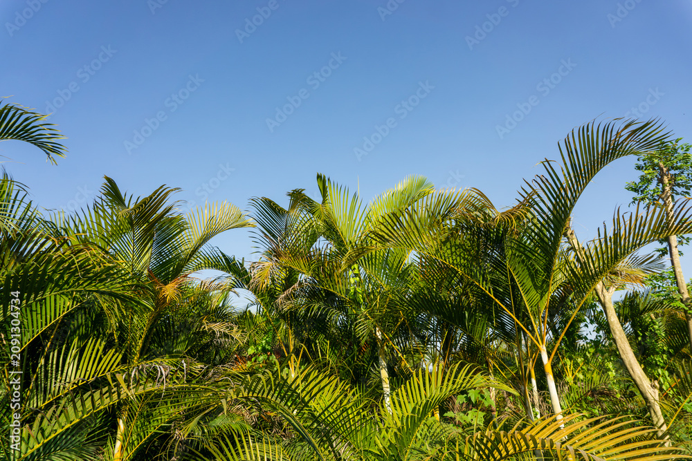 Fototapeta premium Beautiful green areca palm leaves pattern with bright sky background.