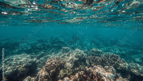 Coral Reef Underwater Scene With Clear Water and Sunlight Above the Ocean Floor