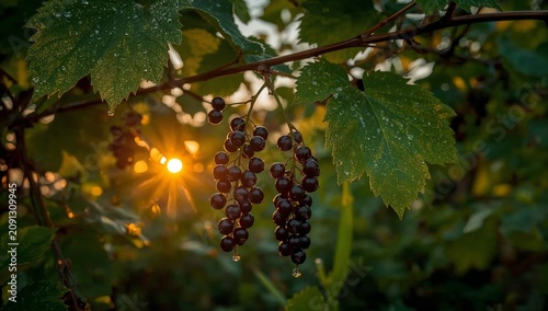 Bunch of Black Grapes Hanging on a Vine at Sunset With Water Droplets