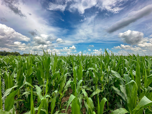Vibrant green corn plants in a farm field under a blue sky dotted with white clouds