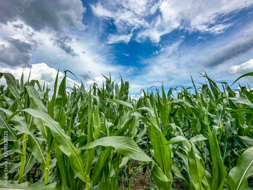 Vibrant green corn plants in a farm field under a blue sky dotted with white clouds