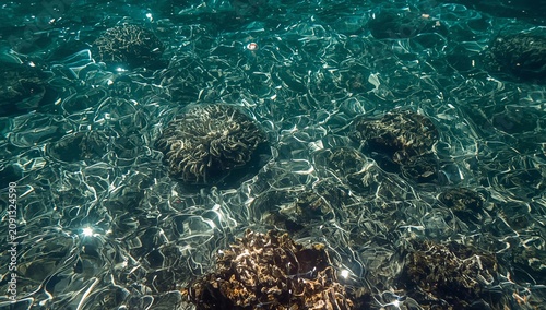 Underwater View of Coral Reef With Sunlight Shining on the Water Surface