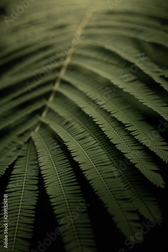 Tableau sur toile Macro shot of fresh green pinnate leaf pattern with selective focus background