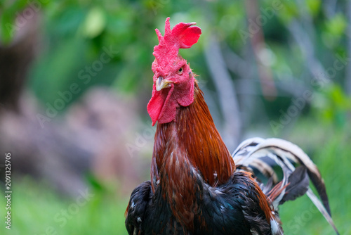 rooster in the garden
