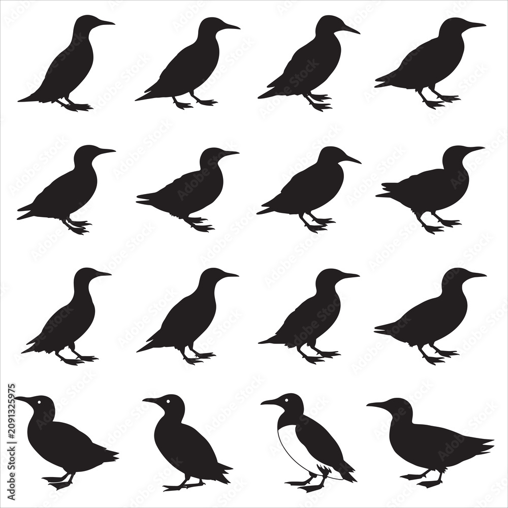 Fototapeta premium Murre Bird Silhouette Clip Art