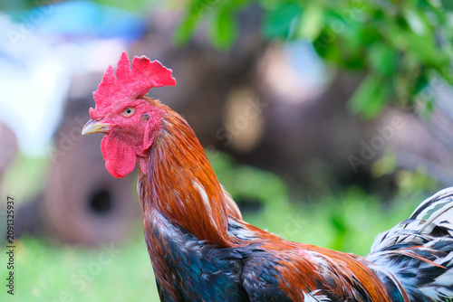 rooster on the farm