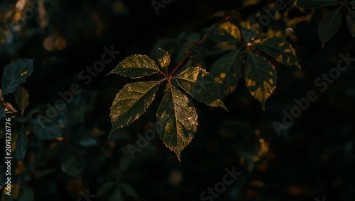 Close up View of Green Leaves With Sunlight Shining on Them in a Forest Durin...