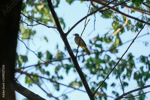 bird on a branch