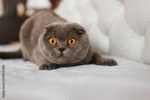 Fotografía Adorable Scottish Fold cat with distinctive forward folded ears and bright orange eyes rests peacefully on a soft bed, creating a cozy, charming, and relaxing scene filled with warmth and comfort