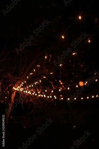 String Lights Hang From Tree Branches at Night in a Garden Setting for Gather...