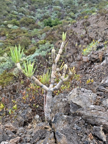 Kleinia Neriifolia auf La Palma