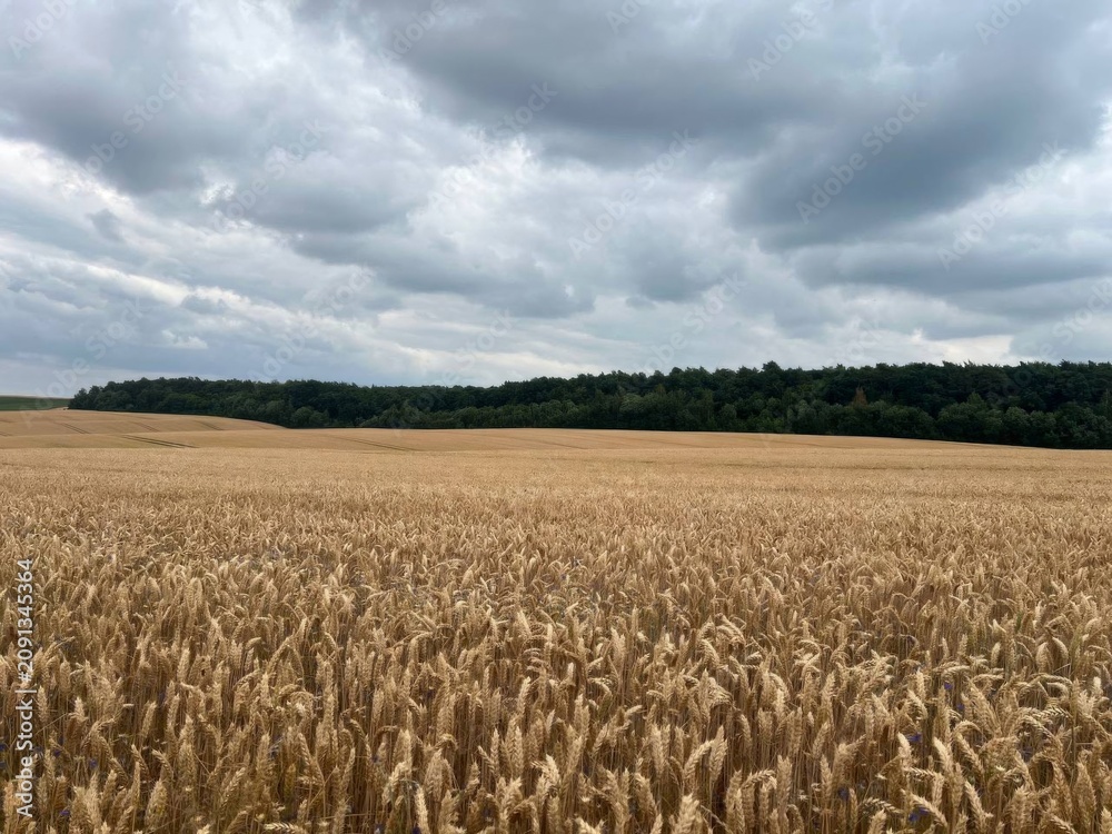 Naklejka premium field of wheat and blue sky