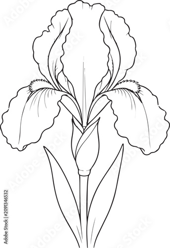 Realistic Iris Flower Black and White Vector Line Art Illustration