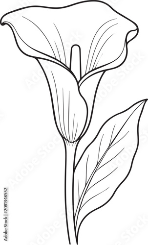 Realistic Calla Lily Flower Black and White Vector Line Art Illustration