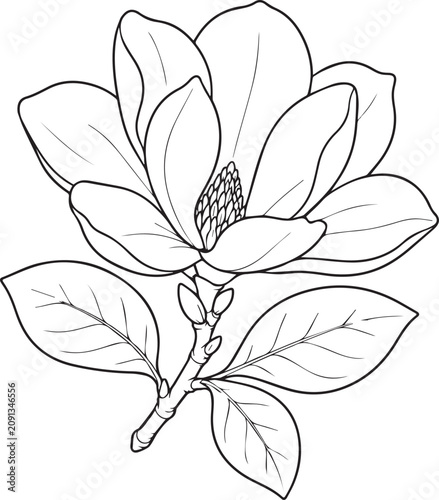 Realistic Magnolia Flower Black and White Vector Line Art Illustration