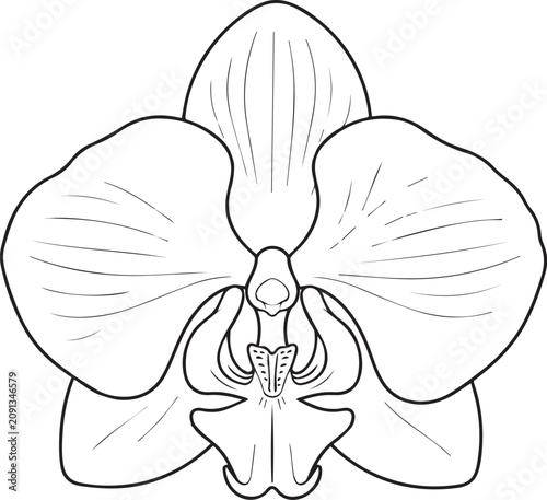 Realistic Orchid Flower Black and White Vector Line Art Illustration