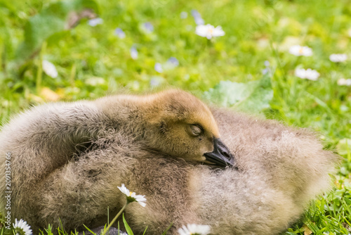 Canvastavla Cute gosling sitting in the green grass close up portraits of cuddling cute fluf
