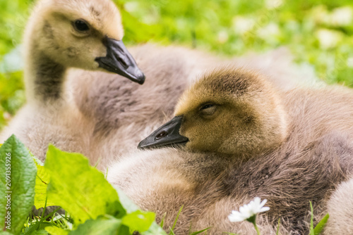 Photography Cute gosling sitting in the green grass close up portraits of cuddling cute fluf