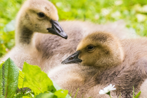 Foto Cute gosling sitting in the green grass close up portraits of cuddling cute fluf