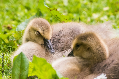 Фотография Cute gosling sitting in the green grass close up portraits of cuddling cute fluf