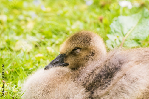 Obraz na płótnie Cute gosling sitting in the green grass close up portraits of cuddling cute fluf