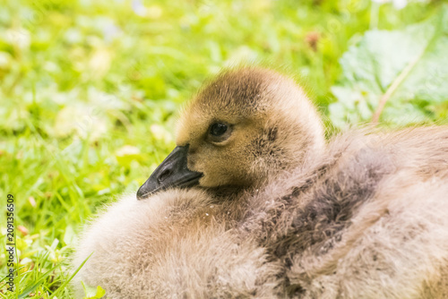 Fotografía Cute gosling sitting in the green grass close up portraits of cuddling cute fluf