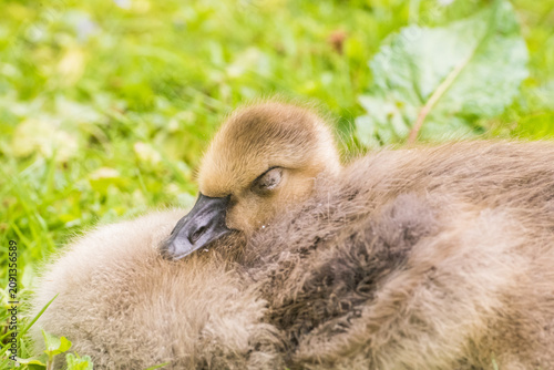 Canvastavla Cute gosling sitting in the green grass close up portraits of cuddling cute fluf