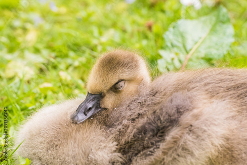 Cuadro en lienzo Cute gosling sitting in the green grass close up portraits of cuddling cute fluf