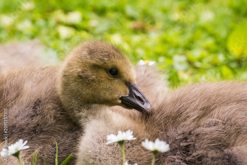 фотографія Cute gosling sitting in the green grass close up portraits of cuddling cute fluf